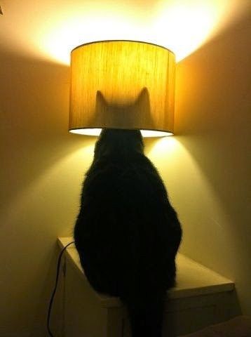 New Bat Signal? Cat Lamp, A Black Cat, Cat Boarding, Cats Meow, All About Cats, Crazy Cat Lady, Beautiful Cats, 귀여운 동물, Crazy Cats