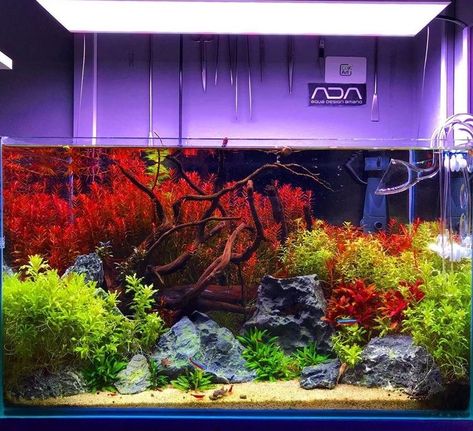 Malaysian Driftwood Aquascape, Reef Tank Aquascaping, Aquarium Architecture, Fish Aquarium Decorations, Freshwater Aquarium Plants, Betta Fish Types, Amazing Aquariums, Cool Fish Tanks, Aquascape Design