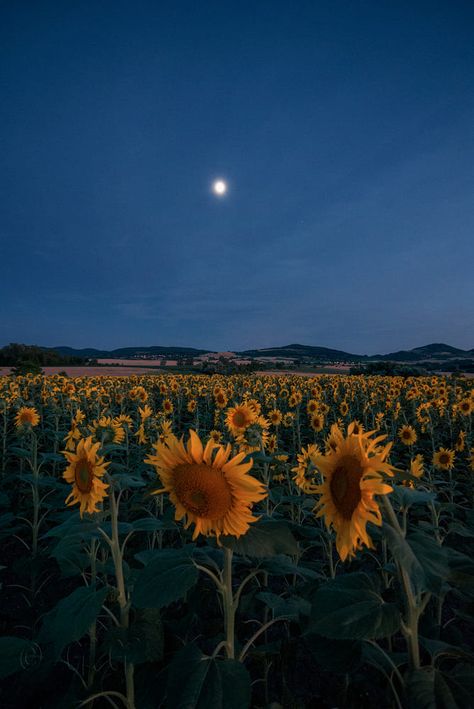 Sunflower Moon, Sunflower Photography, Sunflower Pictures, Sunflower Wallpaper, Sunflower Fields, Cute Disney Wallpaper, Color Studies, Virat Kohli, Plant Mom