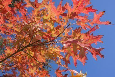 Pin Oak Growth Rate: Tips On Planting A Pin Oak Tree -  Pin oak trees are mighty oaks that have held their ground as a fast growing, native shade tree in the eastern part of the United States for hundreds of years. Learn more about pin oak growth rate and using pin oaks in landscapes in this article. Pin Oak Tree, Country Lane, Green Houses, Mighty Oaks, Live Oak Trees, Fast Growing Trees, Bare Tree, Arbour Day, Oak Trees