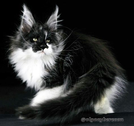 Black&White 😻❤️🐯🐾 Black And White Mainecoon Cat, Warriorcats Ocs, Black And White Fluffy Cat, Black Mainecoon Cat, Mancoon Cats, Eyes Black And White, Albino Cat, Black And White Cats, Cats White