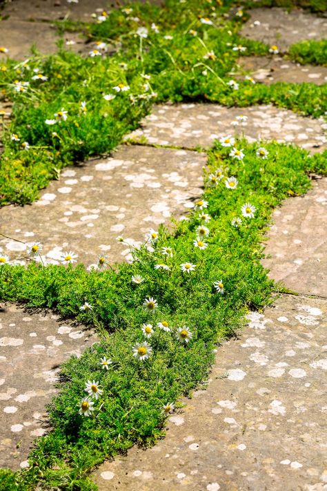 A fragrant chamomile terrace | %%channel_name%% Chamomile Lawn, Chamomile Seeds, Chamomile Plant, Slate Patio, Lawn Alternatives, Dry Sand, Roman Chamomile, Front Yard Landscaping Simple, Tea Garden