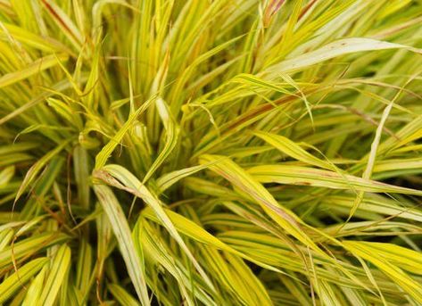 Learn how to grow Golden Japanese Forest Grass (Hakonechloa macra ‘Aureola’) under trees, and see more great plants to grow in shady areas. | 14 Best Plants for Under Trees Plants For Under Trees, Garden Ideas Under Trees, Hakonechloa Macra, Landscape Ideas Front Yard Curb Appeal, Country Garden Design, Plants Under Trees, Plantain Lily, Shade Shrubs, Japanese Forest