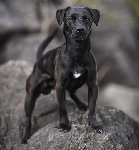 Breed➡️ Patterdale Terrier From @rsdogcamp .  #rosespeedlight #patterdale #patterdaleterrie Padderdale Terrier, Conditioned Dogs, Patterdale Terrier Puppy, Staff Bull Terrier, Pitbull Dog Breed, Fit Dogs, Patterdale Terrier, Purebred Dogs, Mixed Breed Dogs