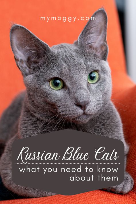 Russian Blue Cat Aesthetic, Cat Majestic, Russian Blue Cat Personality, Russian Blues, Emerald Green Eyes, Russian Blue Kitten, Russian Cat, All Cat Breeds, Dogs Playing Poker