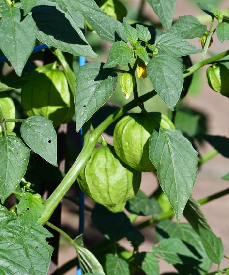 How to grow tomatillos - expert tips for great harvests | Growing Tomatillos, Interior Design Advice, Grow Your Own Food, Green Garden, Grow Your Own, Gardening Ideas, Mexican Food, How To Grow, Shopping Hacks