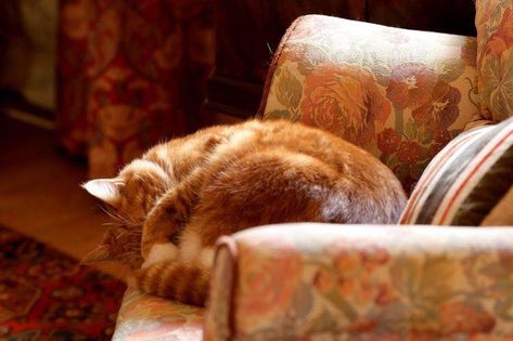 Cat Cottage, Autumn Cottage, English Country Cottage, Quiet Storm, Ginger Cat, Grandma's House, Orange Cats, Fall Spices, Images And Words