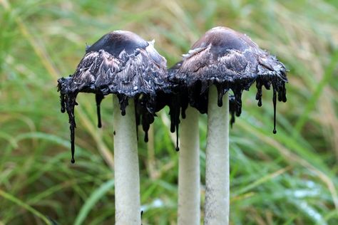 Top 10 Real Fungi Straight Out Of A Sci-Fi Movie - Listverse Inky Cap Mushroom, Puffball Mushroom, Badass Pictures, Mushroom Stock, Mushroom Species, Chicken Of The Woods, Poisonous Mushrooms, Orange Mushroom, Mushroom Pictures