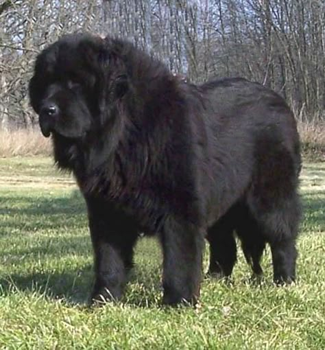 Large Black Dog, Newfie Dog, Big Dogs Breeds, Biggest Dog In The World, Caucasian Shepherd Dog, Dogs Tattoo, Biggest Dog, Newfoundland Puppies, Giant Dog Breeds