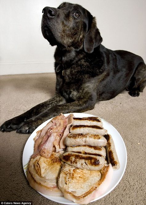 Sausages are off the menu for this DOG who is allergic to MEAT - Irwin, a two-year-old black labrador-golden retriever cross, gets rashes and swelling on his paws when he eats beef, chicken and pork, meaning he has had to adopt an entirely vegetarian diet. Veggie Dog, Golden Retriever Cross, Potato Diet, Vegetarian Sausages, Veggie Dogs, Eat Beef, Black Labrador, Vegetarian Diet, Sausages