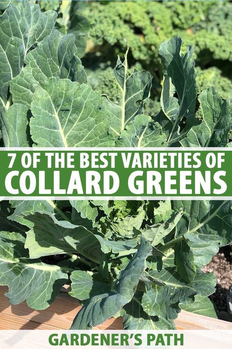 Want to grow your own collard greens at home? With several cultivars to choose from, these leafy greens are a Southern favorite that's sure to satisfy, and they’re packed with fiber and healthy nutrients. Read more about our favorites now on Gardener's Path. #collardgreens #growyourown #gardenerspath Collard Greens Plant, Creasy Greens, Grow Collard Greens, Collard Green, Beginner Gardening, Mountain Farm, Vegetable Garden Tips, Planting Onions, Homestead Gardens