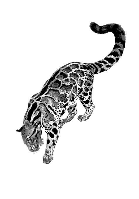 Cheetah Hip Tattoo, Cat Markings Tattoo, Animal Headdress Tattoo, Jungle Cat Tattoo, Jaguar Skull Tattoo, Clouded Leopard Tattoo, Bengal Cat Tattoo, Big Cat Tattoos, Jaguar Tattoo For Women