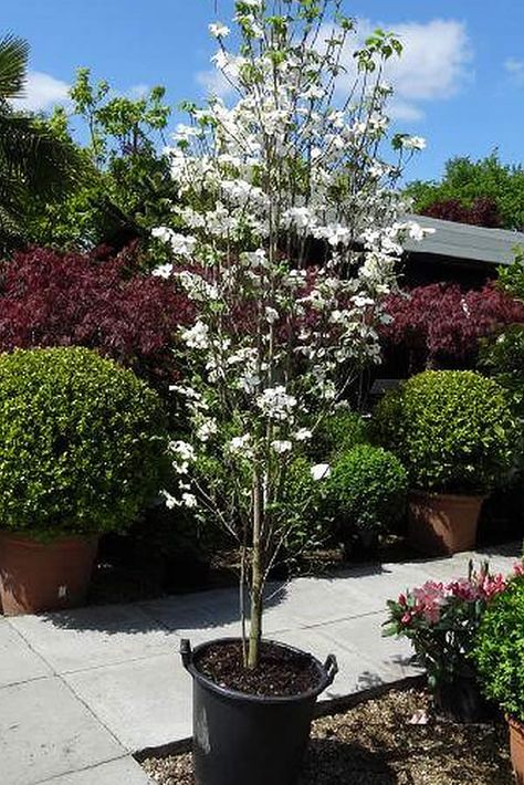 Cornus Florida White Cloud - een Amerikaanse kornoelje Small Garden Uk, Cornus Florida, White Flowering Trees, Small Trees For Garden, Cornus Kousa, Flowering Dogwood, Dogwood Tree, Florida Plants, White Trees