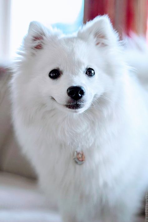 Japanese Spitz Puppy, Japanese Spitz Dog, Spitz Puppy, Pomeranian Breed, Unique Dog Breeds, Rare Dog Breeds, Spitz Dogs, Japanese Spitz, Japanese Dogs