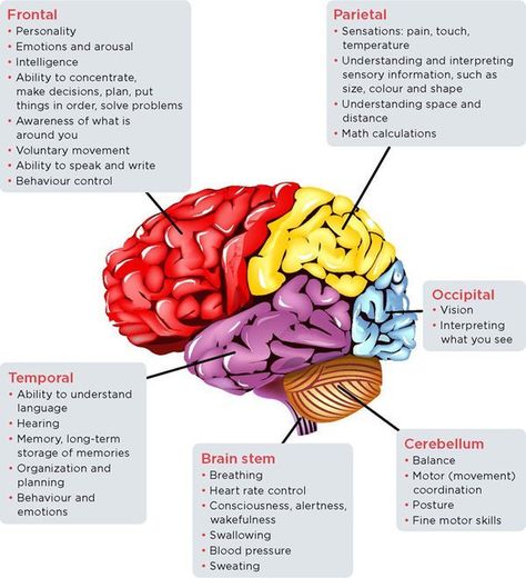 Brain Anatomy And Function, Brain Parts, Sistem Saraf, Psychology Notes, Brain Surgeon, Psychology Studies, Brain Facts, Brain Anatomy, Brain Stem