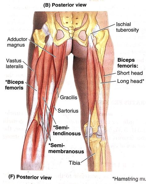 Top 5 Running Injuries: Proximal Hamstring and Buttock Pain Leg Muscles Anatomy, Hip Anatomy, Leg Anatomy, Iliotibial Band, Human Muscle Anatomy, Hamstring Muscles, Running Injuries, Leg Injury, Human Body Anatomy