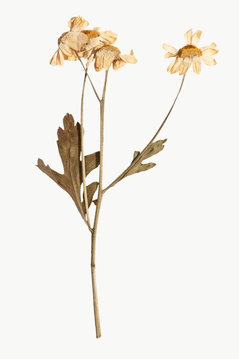 Dried daisy flower design element | free image by rawpixel.com / Teddy Rawpixel Dry Flower Sticker, Dry Flowers Aesthetic, Dried Flowers Stickers, Dried Flowers Png, Dried Flowers Aesthetic, Dried Daisies, Daisy Flower Design, Png Flower, Tumblr Stickers