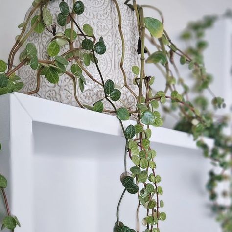 Home Plant It on Instagram: "Trailing plants hold a special place in my heart #houseplants #plants #trailingplants #green #homedecor #homedecoration" Trailing Plants, Special Place In My Heart, Special Places, House Plants, My Heart, Plants, Green, On Instagram, Home Decor