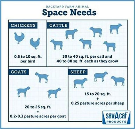 Free Range Farm Animals, Livestock Farm Layout, Easy Farm Animals To Raise, Farm Animals For Beginners, Mini Farm Ideas Animals, 40 Acre Farm Layout, Best Animals For Small Homestead, Farming Tips And Tricks, Homestead Plans Farm Layout