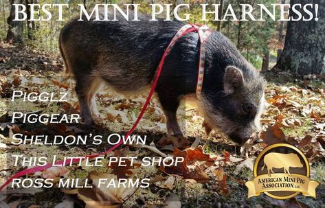 Mini Pig Care, Pet Pig Care, Pig Harness, Kune Kune Pigs, Big Pigs, Miniature Pigs, Pot Belly Pigs, Small Pigs, Mini Pigs