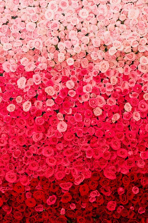 Rose Backdrop Wedding, Ombre Wedding Decor, Rose Backdrop, Weddings Mexico, Mexico Weddings, Ombre Rose, Wedding In Mexico, Ombre Background, Ombre Wedding