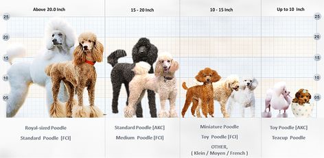 Poodle Sizes Chart, Toy Poodle Size, Best Family Dog, Micro Poodle, Best Family Dogs, Giant Poodle, Breeding Business, Puppy Photoshoot, Moyen Poodle