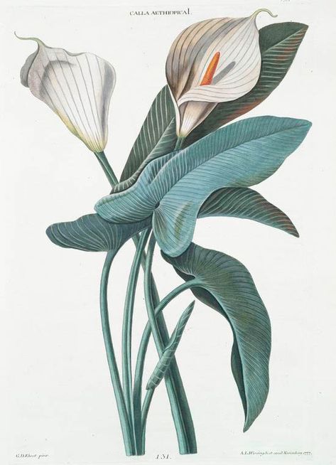 Calla Aethiopica. [Calla lily; Arum lily; White arum; Lily OF the Nile; Trumpet lily] From New York Public Library Digital Collections. Flor Tattoo, Botanisk Illustration, Illustration Blume, Botanical Illustration Vintage, Illustration Botanique, Soyut Sanat Tabloları, Vintage Botanical Prints, Botanical Painting, Wallpaper Vintage