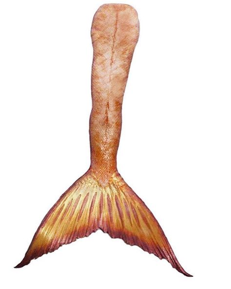 Mako Mermaids Tails, H2o Mermaid Tails, Mermaid Tail Drawing, Realistic Mermaid Tails, No Ordinary Girl, Realistic Mermaid, Mermaid Man, H2o Mermaids, Fantasy Mermaids