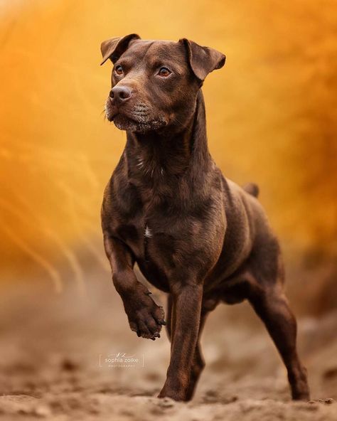 Pitbull Photography, Working Terrier, Fit Dogs, Patterdale Terrier, Dog Anatomy, Purebred Dogs, Sporting Dogs, Outdoor Dog, Pitbull Dog