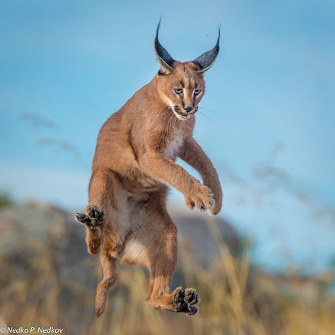 Ninja-caracal - This guy is an excellent bird hunter, jumping up to 10 feet to catch them in the air. Hunter Jumping, Caracal Cat, Bird Hunter, Small Wild Cats, Exotic Cats, Cat Family, Wildlife Animals, Animals Of The World, Animal Planet