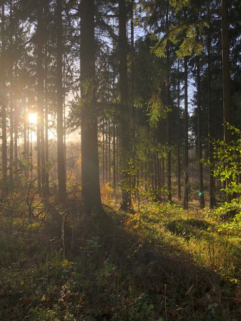 Peaceful Forest Aesthetic, Trees Forest Aesthetic, Sasha Aesthetic Core, Forest Light Aesthetic, Forest Trees Aesthetic, Sun Through Trees Aesthetic, Mira Core Aesthetic, Summer Aesthetic Forest, Calm Forest Aesthetic