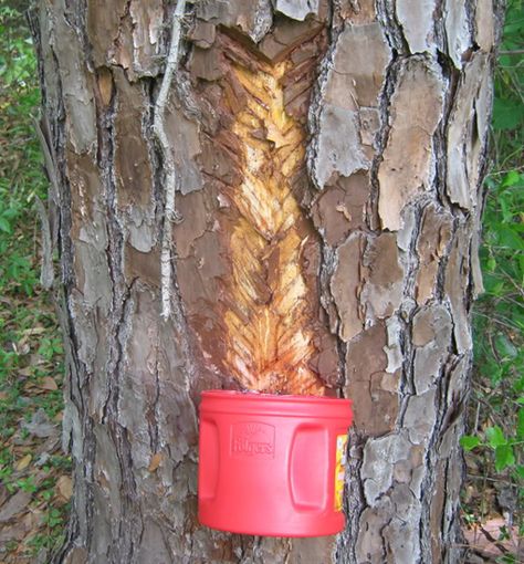 How to tap a pine tree to collect pine tree sap 1 How To Make Glue, Make Paint, Pine Trees Forest, Tree Sap, Resin Products, Survival Life Hacks, Living Off The Land, Homestead Survival, Emergency Prepping