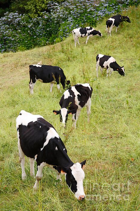 Black Cows, Cow Grazing, Cows Grazing, Cows Farm, Azores Islands, Dairy Cattle, Holstein Cows, Cow Farm, Cow Pictures