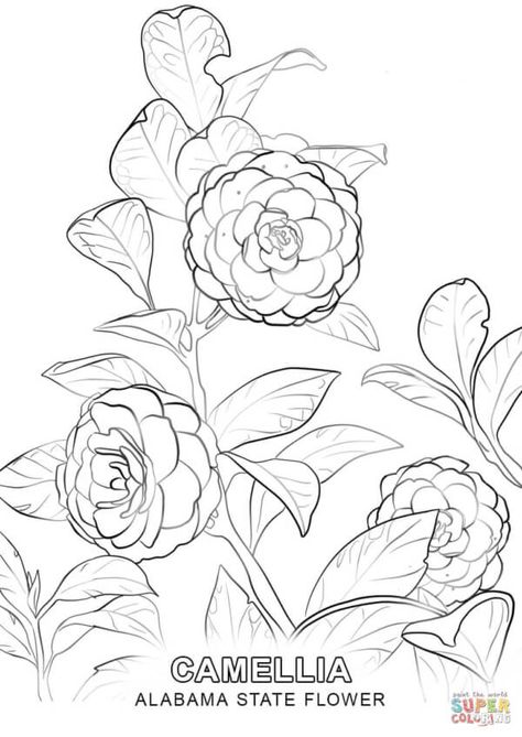 Alabama's state flower is the Camellia. Make this kids printable a part of your homeschool educational activities. #homeschoolactivities #alabamastateactivities #kidscoloringpages #alabamastateflowercoloringpage Japanese Camellia Flower Drawing, Camellia Flower Drawing, Camellia Drawing, Japanese Camellia, Coloring Page Free Printable, Dibujos Tattoo, Flower Line Drawings, Tree Coloring Page, Floral Drawing