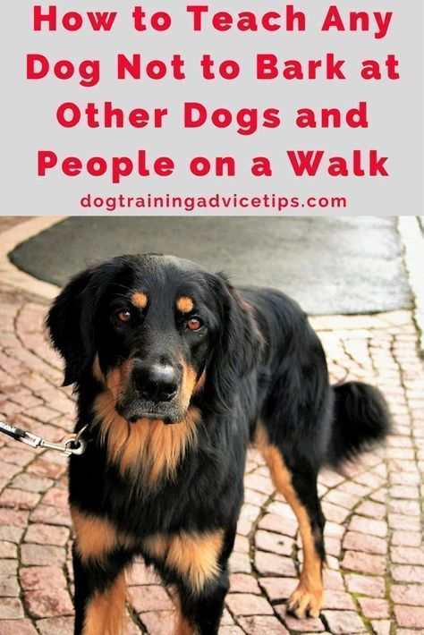 Dog Biting Training, Dogs And People, Dog Training Barking, Dog Minding, Training Dogs, Dog Behavior Problems, Cairn Terriers, Dogs Training, Training Facility