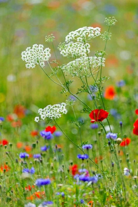 Flower Aesthetic White, White Flower Aesthetic, White Flowers Aesthetic, Scotland Cottage, White Flower Arrangement, Meadow Photography, Wildflowers Photography, White Flower Arrangements, Wild Flower Meadow