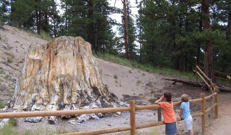 Florissant fossil beds (8) Florissant Colorado, Vacation Colorado, Colorado Springs Vacation, Things To Do In Colorado, Trip Destinations, Visit Colorado, Park Forest, Travel Oklahoma, Colorado Vacation