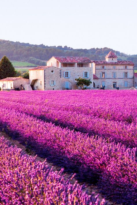 Lavender field in full bloom is a sight to see, the landscape itself, the smell of lavender in the air AND sunshine make the field in the Province of France a must see To find out more click on image or visit www.luxsphere.co Gordes France, Lavender Field, Provence France, French Countryside, Lavender Fields, South Of France, France Travel, Amazing Destinations, Beautiful World