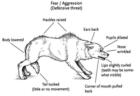 The Only Way to Calm an Aggressive Dog | PawLeaks Pack Of Wolves, Aggressive Dog, Modern Dog, Animal Behavior, Sleeping Dogs, Dog Show, Dog Trainer, Body Language, Pet Health