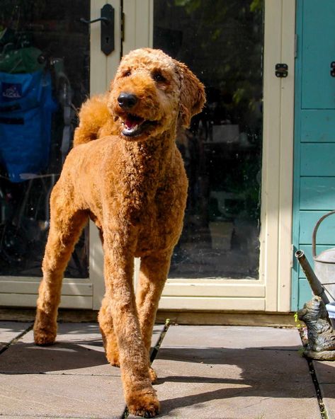 Red Poodles Standard, Red Standard Poodle, Poodle Training, Giant Poodle, Saint Bernards, Poodle Cuts, Red Poodles, Dog Aesthetic, Fun Life