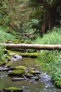 Fallen Tree Trunk, Enchanted Tree, Fallen Tree, Ap Studio Art, Tree Trunks, Tree Line, Tropical Forest, Kids Book, Dream House Exterior