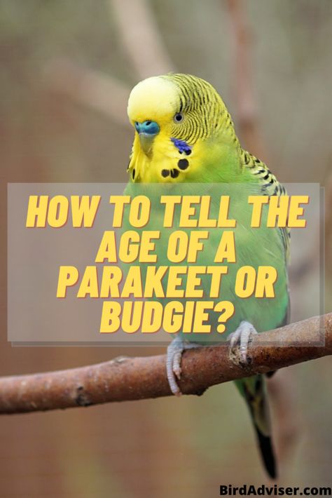 Parakeet Age Parakeets Cage Ideas, English Budgies Parakeets, Parakeet Cage Ideas Budgies, Parakeet Enrichment, Parakeet Cage Ideas Diy, Budgie Cage Ideas, Parakeet Cage Ideas, Parakeet Talking, Birds Parakeet