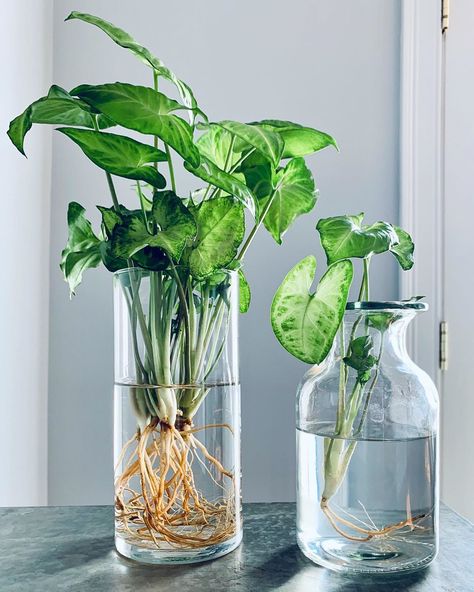 Marisa Deliciosa on Instagram: “Converting the #plantgang from soil to #semihydro one plant at a time. Getting everyone #soilfree is my goal. . . . . . . . #iplanteven…” Water Centerpieces, Vertical Garden Plants, Large Backyard Landscaping, Plants In Jars, Rainforest Plants, Plant Wishlist, Inside Garden, Plant Goals, Indoor Greenery