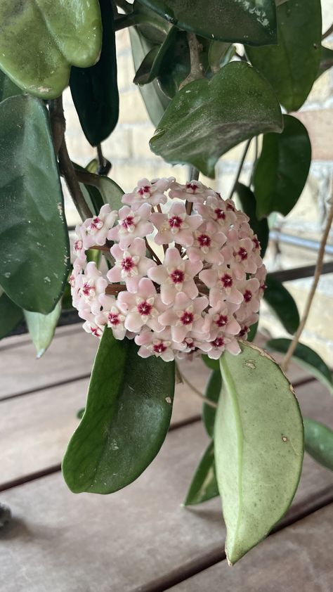 Hoya Bloom, Hoya Krimson Queen, Hoya Bella, January Flower, Hoya Carnosa, Starting Seeds Indoors, Plant Fungus, Plant Aesthetic, Plant Mom