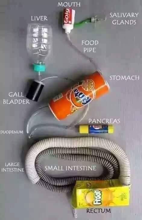 Digestive System Project, Project Science, Toys From Trash, Salivary Gland, Science Toys, Large Intestine, Rewards Program, Teaching Science, Digestive System