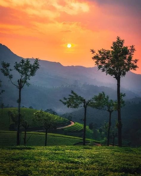 Munnar Kerala,India 🇮🇳 Kerala India Photography, Munnar Photography Kerala, Munnar Photography, Kerala Flowers, Trees Art Drawing, Kerala Munnar, Munnar Kerala, Tourist Outfit, Street Photography Urban