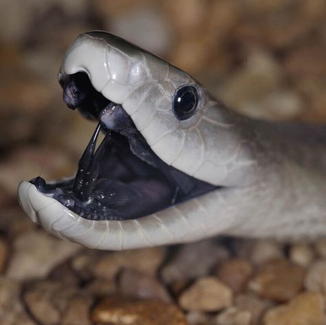 Get to know the black mamba – one of the word's deadliest snakes  — BBC Wildlife Magazine Snake Reference, Black Mamba Snake, Wildlife Magazine, The Black Mamba, Aw Yeah, Black Snake, Black Animals, Hyena, Black Mamba