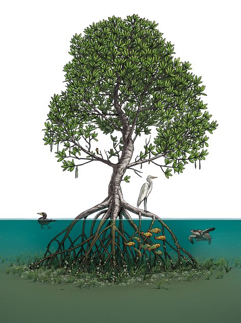 Mangroves - World Wildlife Magazine — Matt Twombly - Illustration and Graphics Ecosystem Tattoo, Swamp Illustration, Jacks Tattoo, Mangrove Ecosystem, Corn Garden, Mama Gaia, Mangrove Tree, Wildlife Magazine, Bedroom Mural