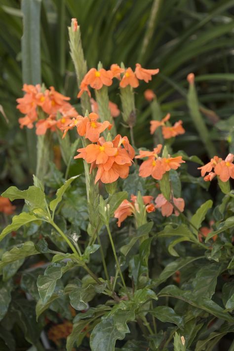 Firecracker Flower, Yard Layout, Monrovia Plants, Flower Bush, Orange Plant, Landscape Plants, Plant Catalogs, Orange Marmalade, Container Garden