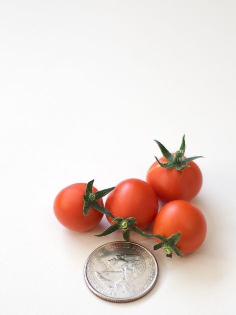 Miniature tomatoes are ideal for growing in a sunny window, apartment balcony or sunny porch step and a great way to introduce children to gardening. Learn more about growing micro tomatoes here. Window Apartment, Mini Tomatoes, Garden Ideas To Make, Sunny Window, Porch Steps, Tomato Garden, Apartment Balcony, Tomato Plants, Apartment Balconies